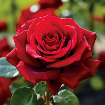 Rose Flower Seed Flower seeds for Planting Easy to Grow Heirloom & GMO Free Seeds for Home Garden