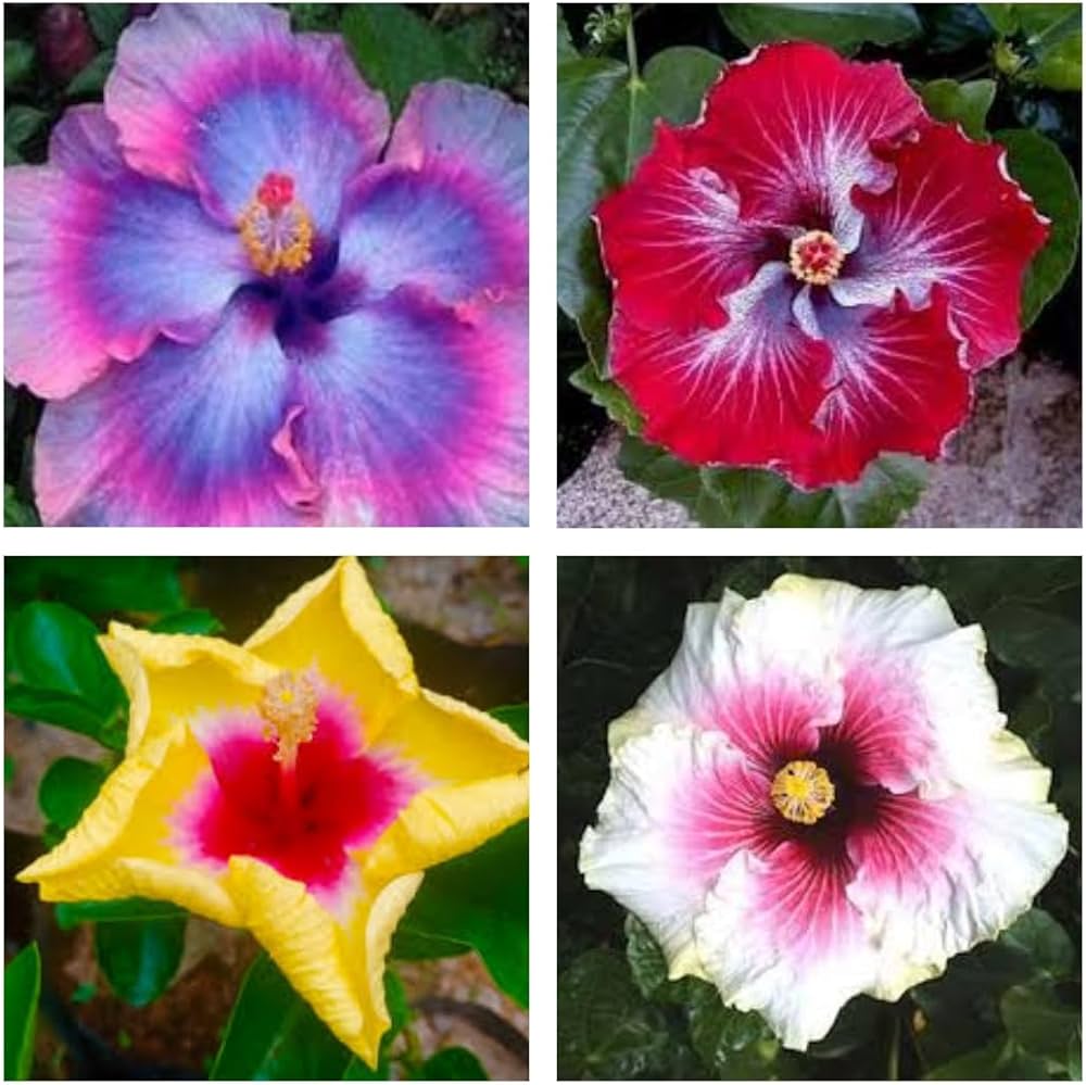 Premium Hibiscus Mixed Flower seeds for Planting Pollinator Friendly, Heirloom & GMO Free Seeds for Home Garden seeds