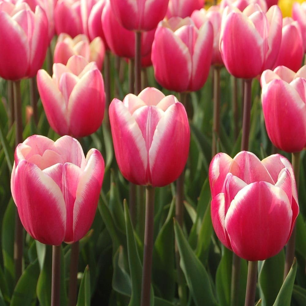Pink White Tulip Flower seeds for Planting Fragrant Blossoms, Heirloom & GMO Free Seeds for Home Garden seeds for planting