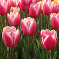 Pink White Tulip Flower seeds for Planting Fragrant Blossoms, Heirloom & GMO Free Seeds for Home Garden seeds for planting