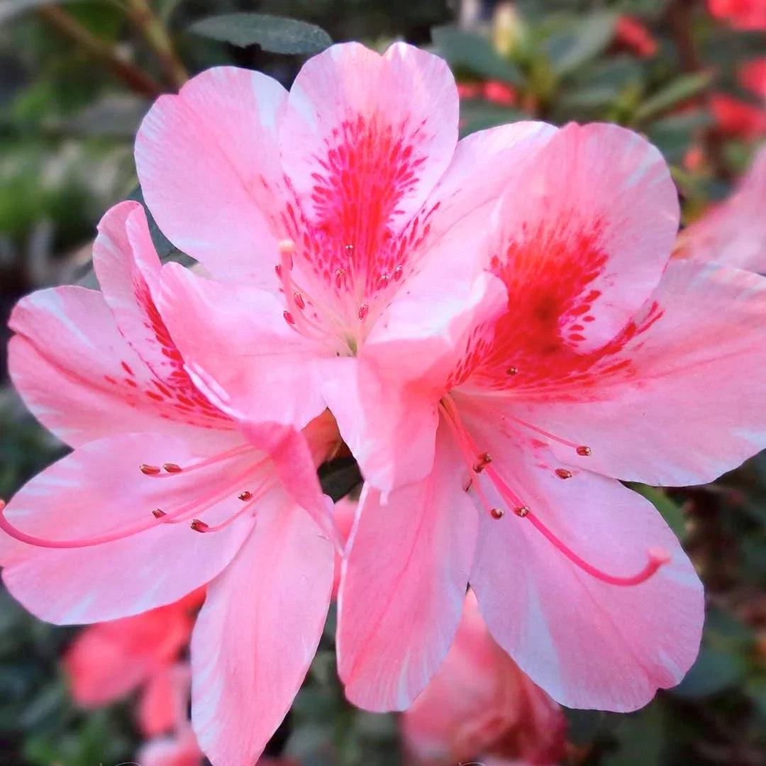Azalea Flower seeds for Planting Shade Tolerant Heirloom & GMO Free Seeds for Home Garden
