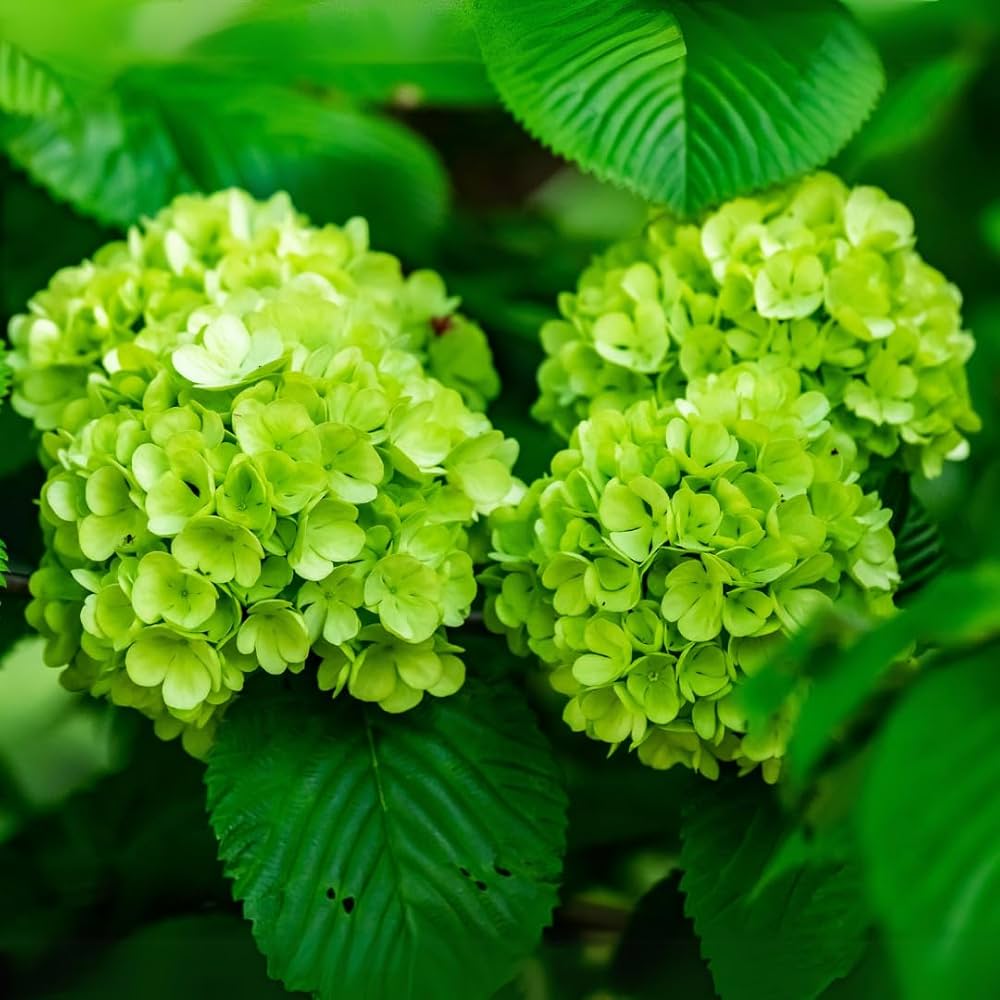 Premium Hydrangea macrophylla Green Cloud Flower seeds for Planting Seasonal Bloomer, Heirloom & GMO Free Seeds for Home Garden seeds