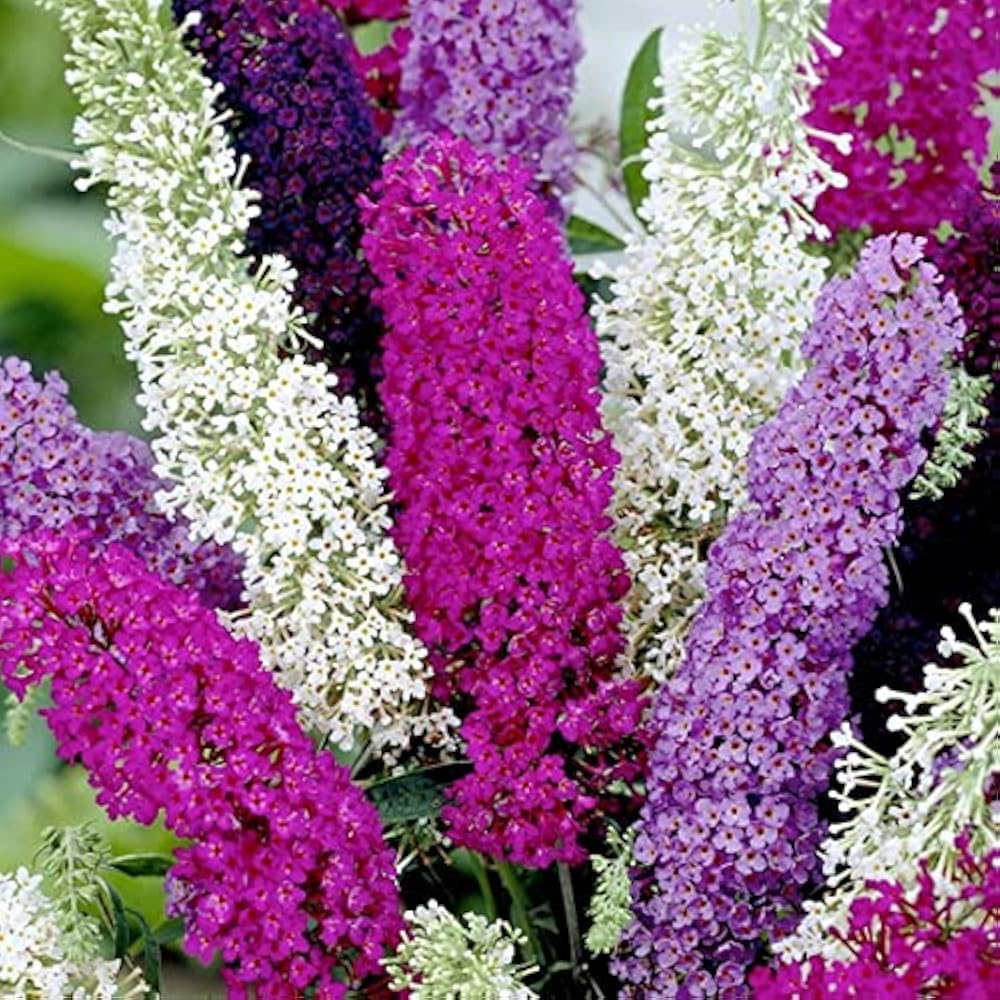 Mix Buddleia Flower seeds for Planting Bright Blooms, Heirloom & GMO Free Seeds for Home Garden vegetable and garden seeds