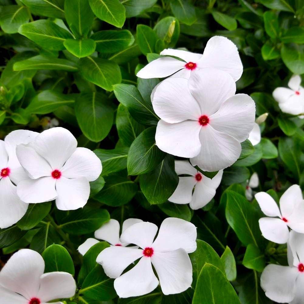 Periwinkle Vinca Flower seeds for Planting Sun Loving Heirloom & GMO Free Seeds for Home Garden