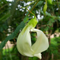 Heron Flower seeds for Planting Long Bloom Season, Heirloom & GMO Free Seeds for Home Garden seeds for planting