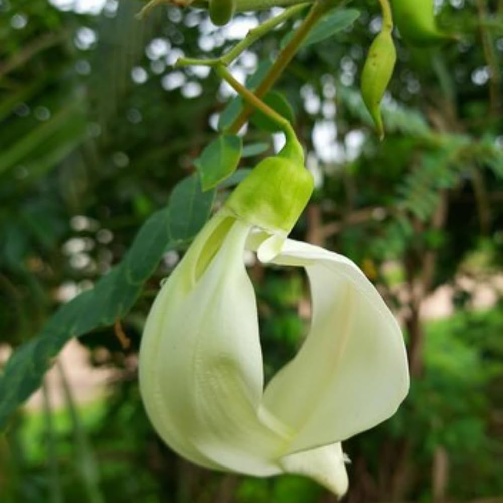Heron Flower seeds for Planting Long Bloom Season, Heirloom & GMO Free Seeds for Home Garden seeds for planting