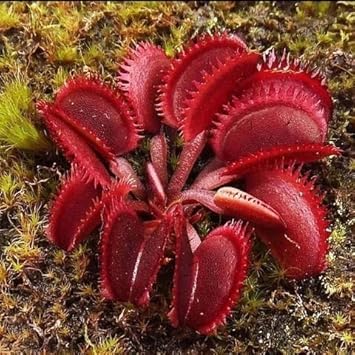 Insectivorous Flower seeds for Planting Shade Tolerant, Heirloom & GMO Free Seeds for Home Garden seeds for planting