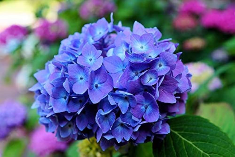 Lavender Hydrangea Flower seeds for Planting Perfect for Borders, Heirloom & GMO Free Seeds for Home Garden vegetable and garden seeds