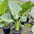 Alocasia Macrorrhiza Flower seeds for Planting Bright Blooms, Heirloom & GMO Free Seeds for Home Garden seeds for planting
