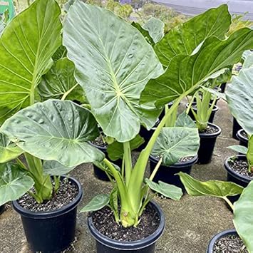 Alocasia Macrorrhiza Flower seeds for Planting Bright Blooms, Heirloom & GMO Free Seeds for Home Garden seeds for planting