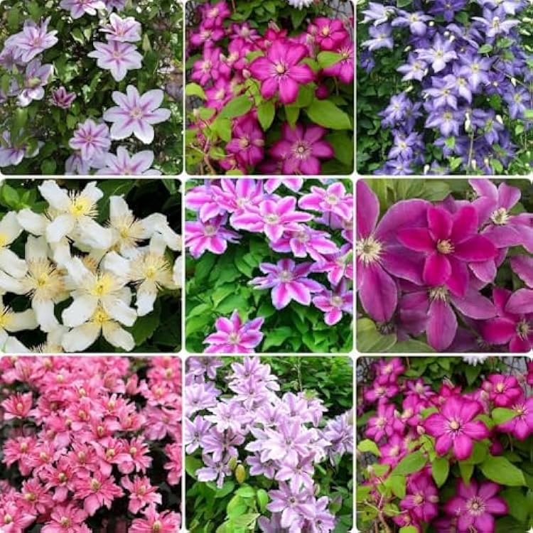 Heirloom Clematis Flower seeds for Planting Wildflower Mix Heirloom & GMO Free Seeds for Home Garden