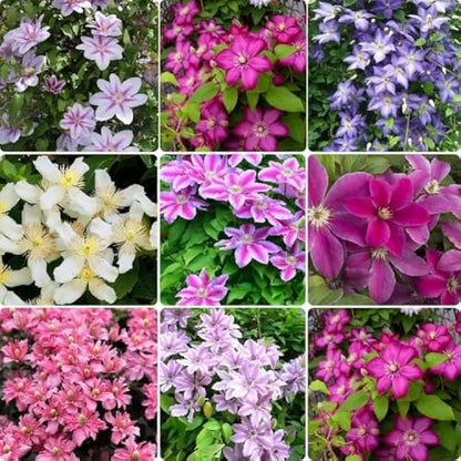 Heirloom Clematis Flower seeds for Planting Wildflower Mix Heirloom & GMO Free Seeds for Home Garden
