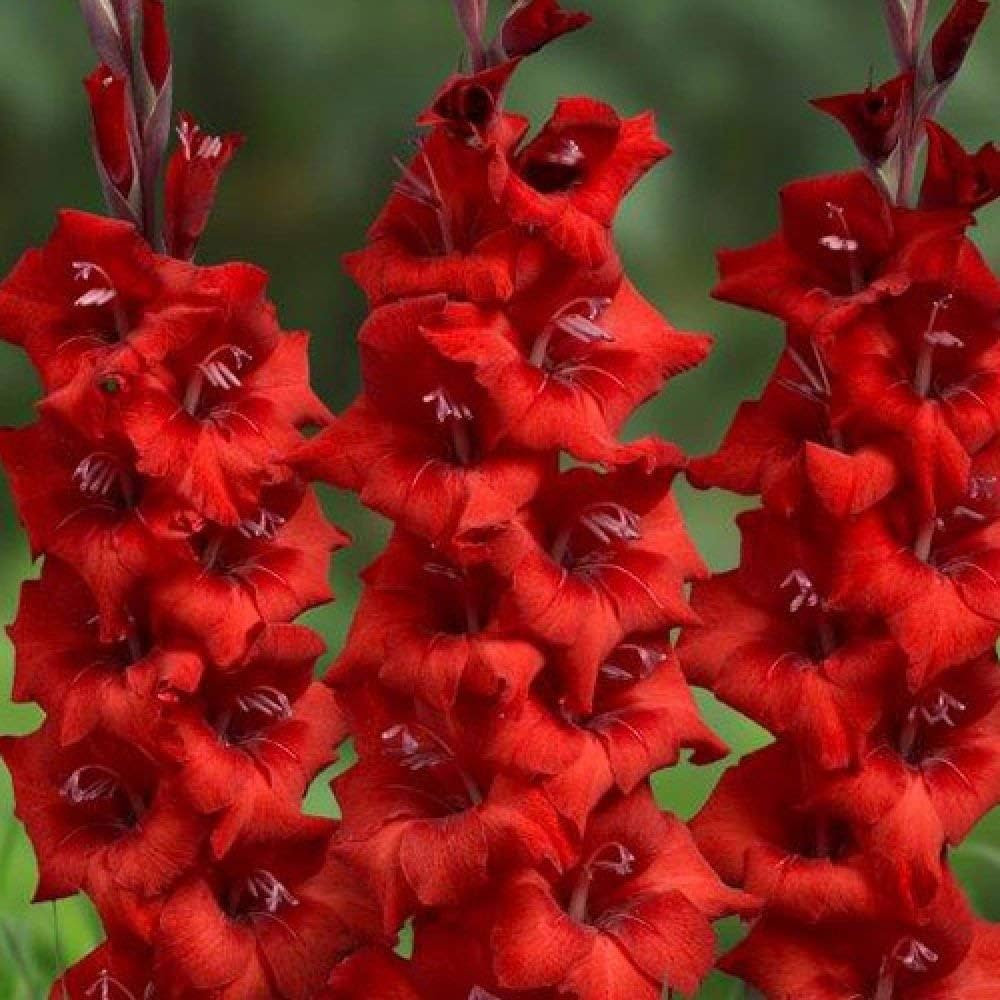 Premium Gladiolus Flower seeds for Planting Easy to Grow, Heirloom & GMO Free Seeds for Home Garden seeds