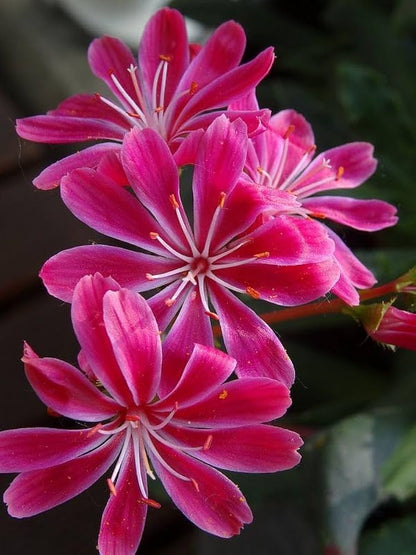 Lewisia Flower seeds for Planting - Colorful Display, Heirloom & GMO Free Seeds for Home Garden
