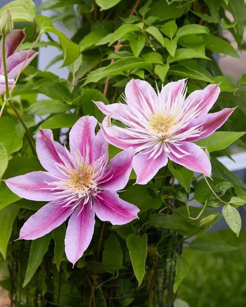 Clematis Montana Flower seeds for Planting Easy to Grow, Heirloom & GMO Free Seeds for Home Garden vegetable and garden seeds
