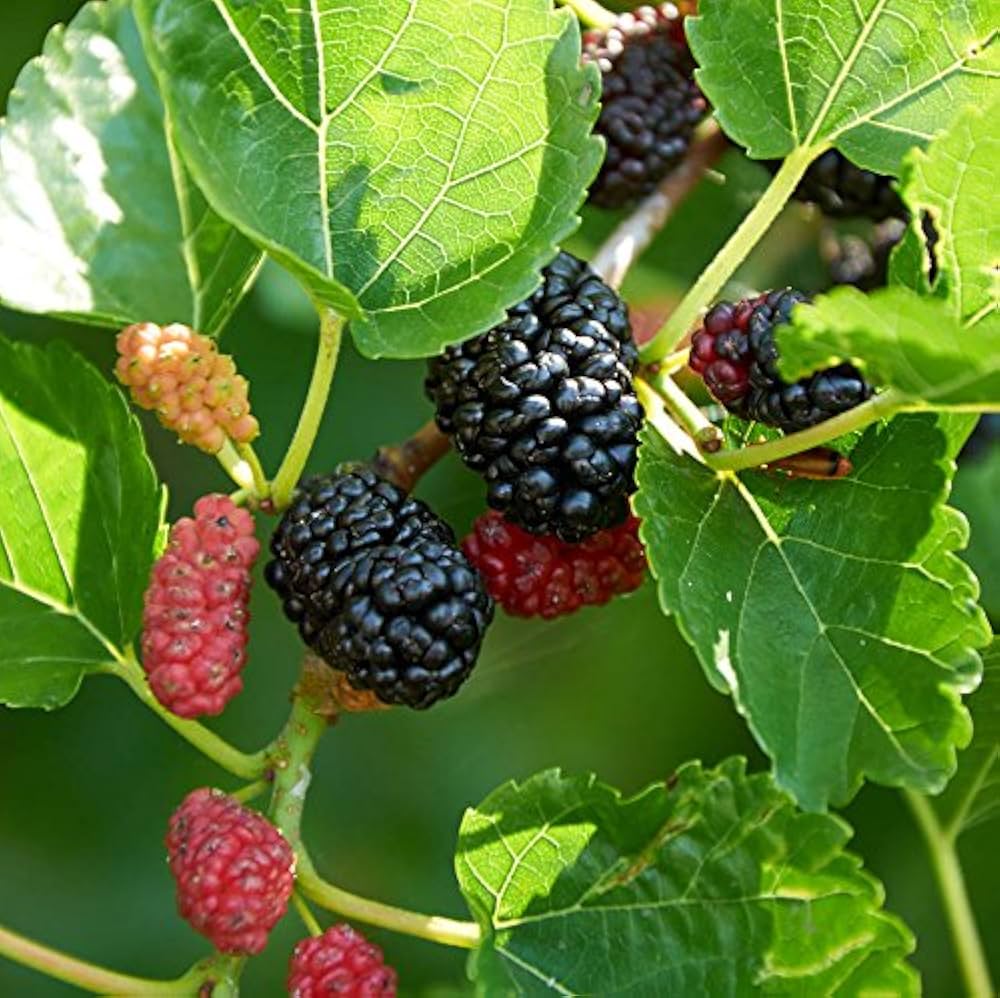 Mulberry Flower seeds for Planting Colorful Display Heirloom & GMO Free Seeds for Home Garden