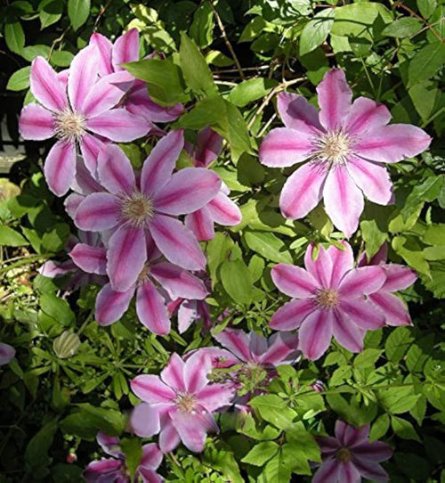 Premium Clematis Purple Flower seeds for Planting Wildflower Mix, Heirloom & GMO Free Seeds for Home Garden seeds