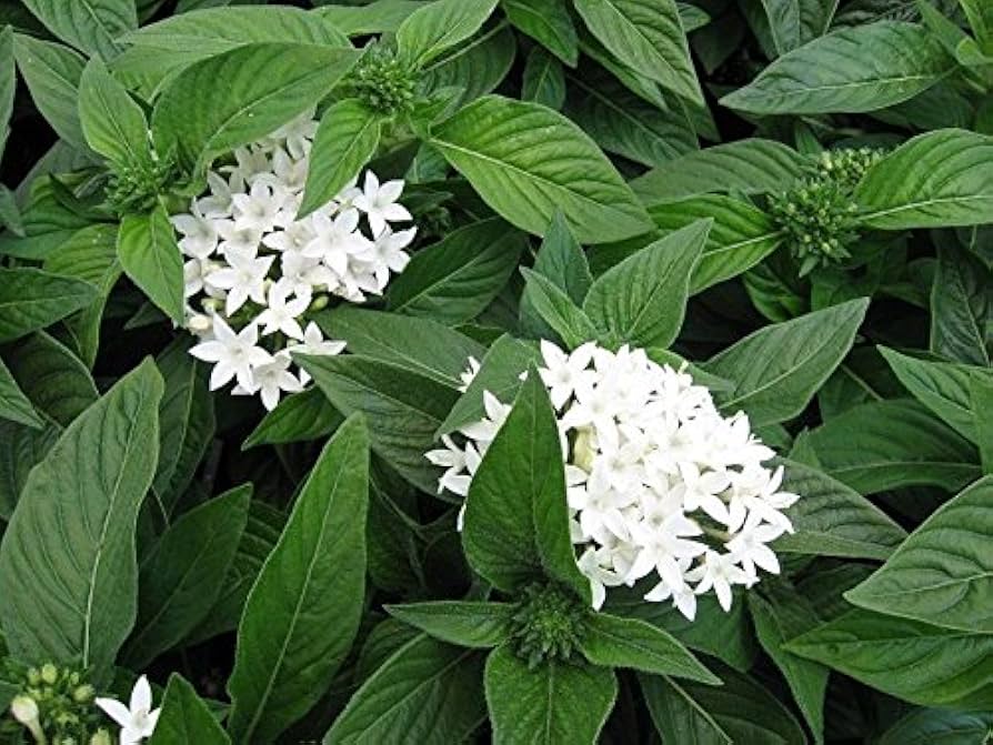 White Pentas Starla Flower seeds for Planting Wildflower Mix, Heirloom & GMO Free Seeds for Home Garden seeds for planting