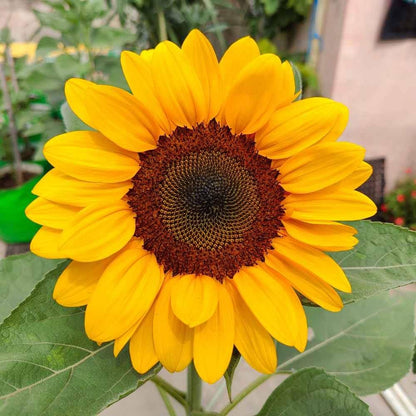 Sunflower Seeds for Planting - Yellow & Brown Varieties