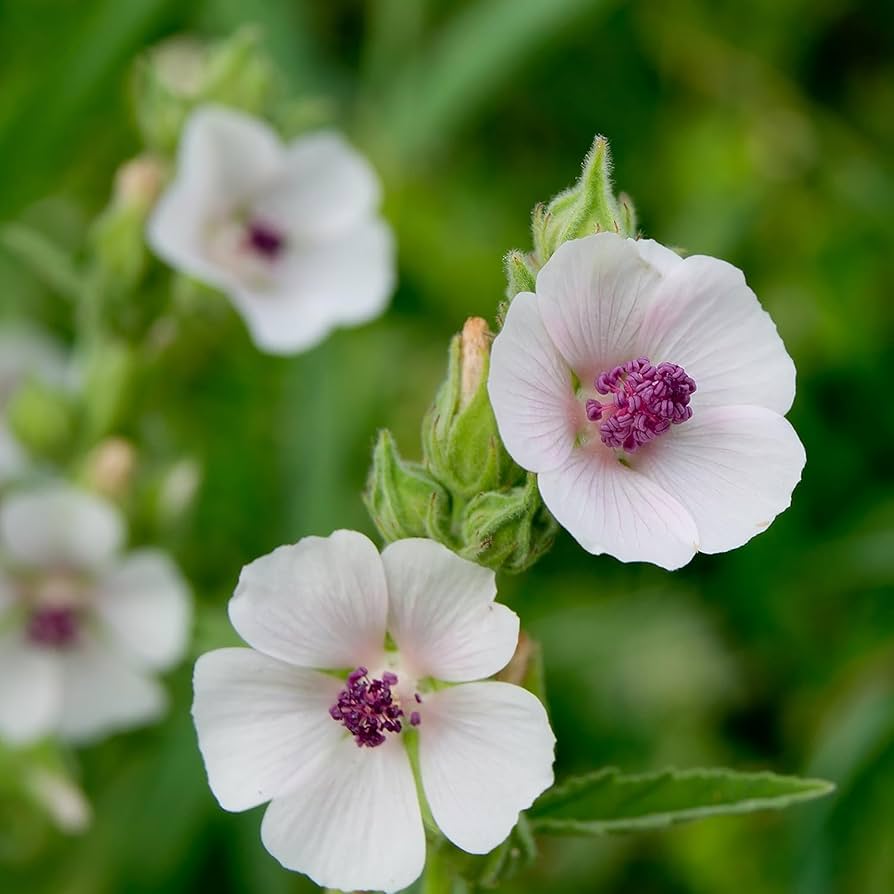 Heirloom Mallow Flower seeds for Planting Cottage Garden Essential Heirloom & GMO Free Seeds for Home Garden