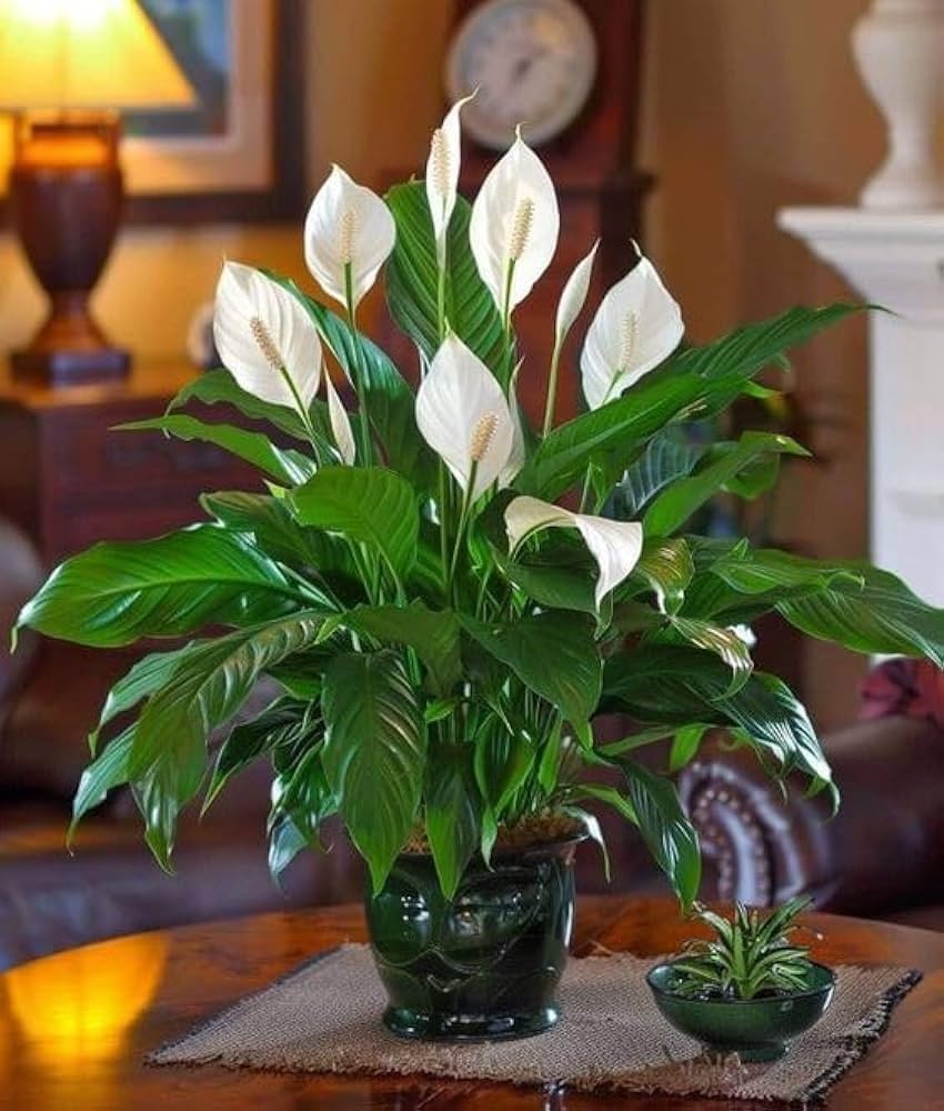 High quality Green Spathiphyllum Flower seeds for Planting Easy to Grow, Heirloom & GMO Free Seeds for Home Garden seeds pack