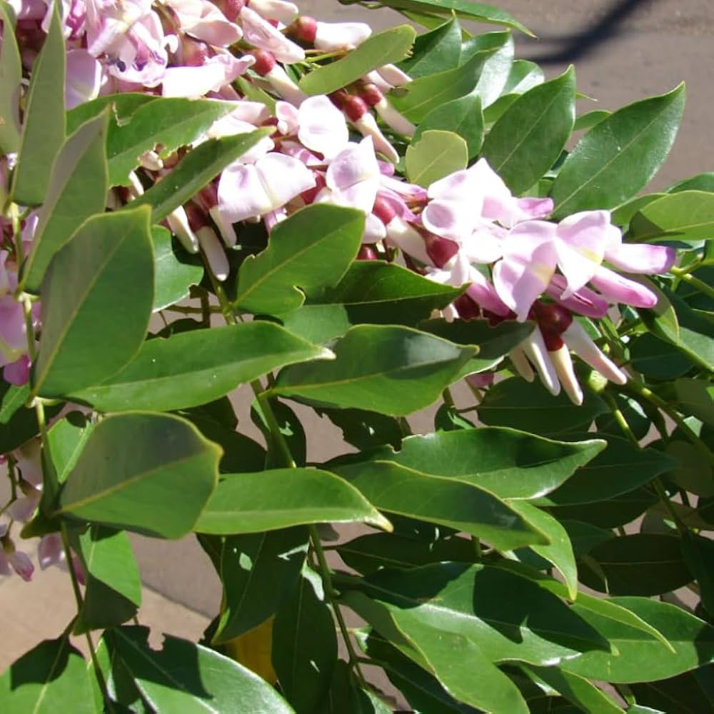 Fresh Gliricidia Maculata Madre de Cacao Flower seeds for Planting - Pollinator Friendly, Heirloom & GMO Free Seeds for Home Garden