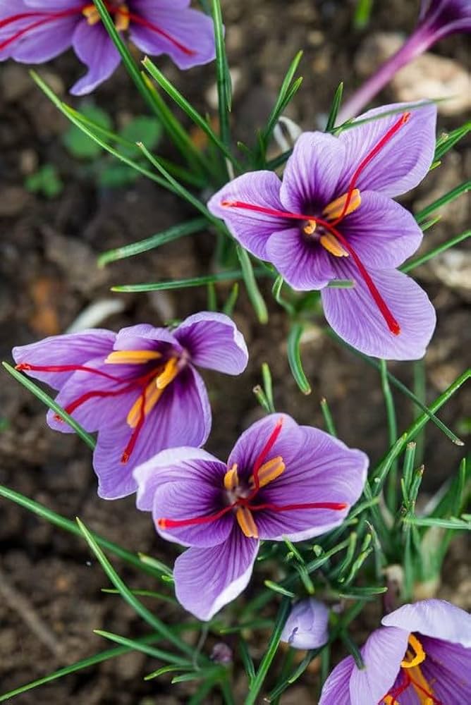 Hatsuga Saffron Crocus Mixed Flower seeds for Planting Sun Loving, Heirloom & GMO Free Seeds for Home Garden vegetable and garden seeds