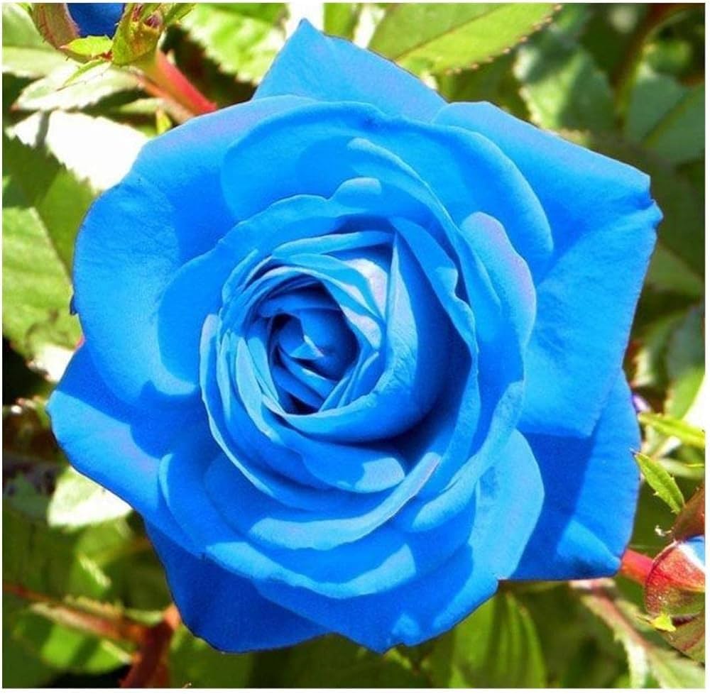 Dark Blue Rose Flower seeds for Planting Hardy Variety Heirloom & GMO Free Seeds for Home Garden