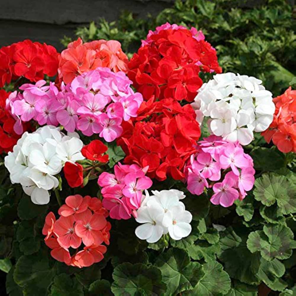 Premium Geranium Flower seeds for Planting Drought Tolerant, Heirloom & GMO Free Seeds for Home Garden seeds