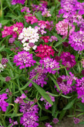 Candytuft Flower seeds for Planting Wildflower Mix, Heirloom & GMO Free Seeds for Home Garden seeds for planting