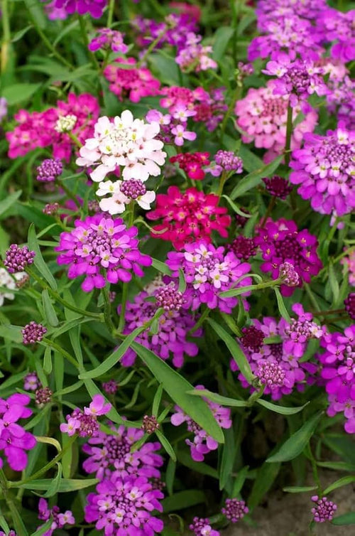 Candytuft Flower seeds for Planting Wildflower Mix, Heirloom & GMO Free Seeds for Home Garden seeds for planting