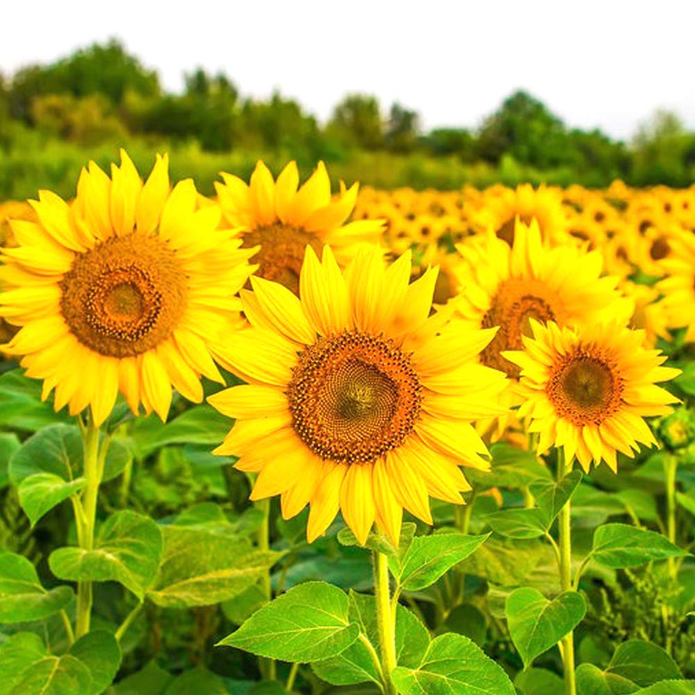 Premium Sunflower Yellow Orange Flower seeds for Planting Wildflower Mix, Heirloom & GMO Free Seeds for Home Garden seeds