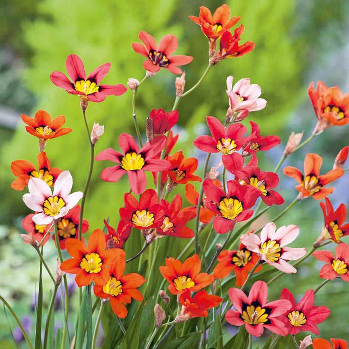 Sparaxis Flower seeds for Planting, Cottage Garden Essential Heirloom & GMO Free Seeds for Home Garden
