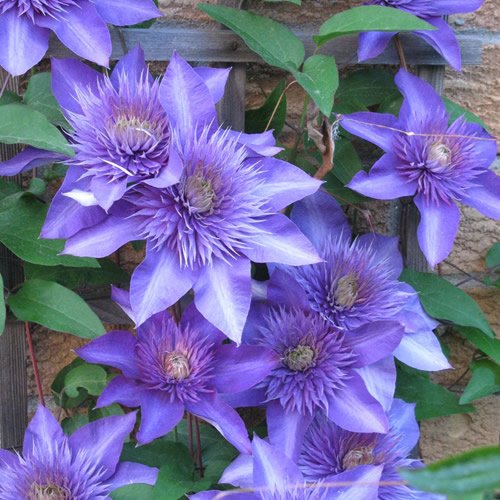 High quality Clematis Blue Flower seeds for Planting Colorful Display, Heirloom & GMO Free Seeds for Home Garden seeds pack