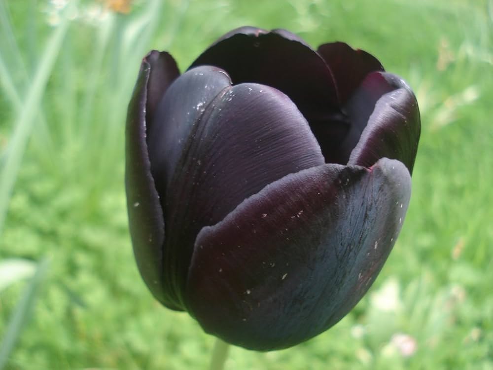 Black Tulip Flower seeds for Planting - Easy to Grow, Heirloom & GMO Free Seeds for Home Garden