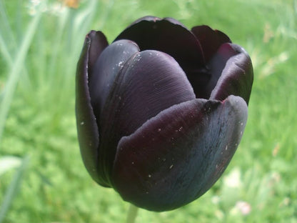 Black Tulip Flower seeds for Planting - Easy to Grow, Heirloom & GMO Free Seeds for Home Garden
