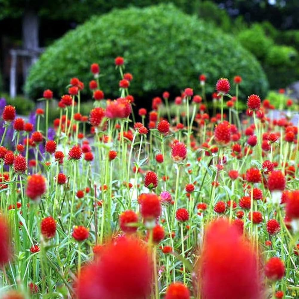 Gomphrena Flower seeds for Planting Premium Quality Heirloom & GMO Free Seeds for Home Garden