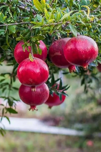 Bonsai Pomegranate Fruit Seeds for Planting Mini Trees - Evergrowseeds
