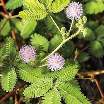 Premium Lavender Mimosa Pudica Flower seeds for Planting Easy to Grow, Heirloom & GMO Free Seeds for Home Garden seeds