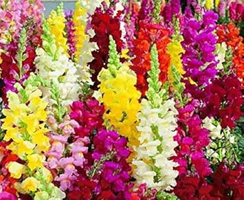Mixed Snapdragon Flower seeds for Planting Easy to Grow, Heirloom & GMO Free Seeds for Home Garden seeds for planting