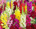 Mixed Snapdragon Flower seeds for Planting Easy to Grow, Heirloom & GMO Free Seeds for Home Garden seeds for planting