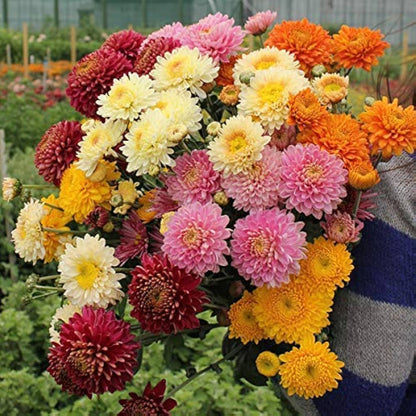Dutch Chrysanthemum Flower seeds for Planting - Perfect for Borders, Heirloom & GMO Free Seeds for Home Garden
