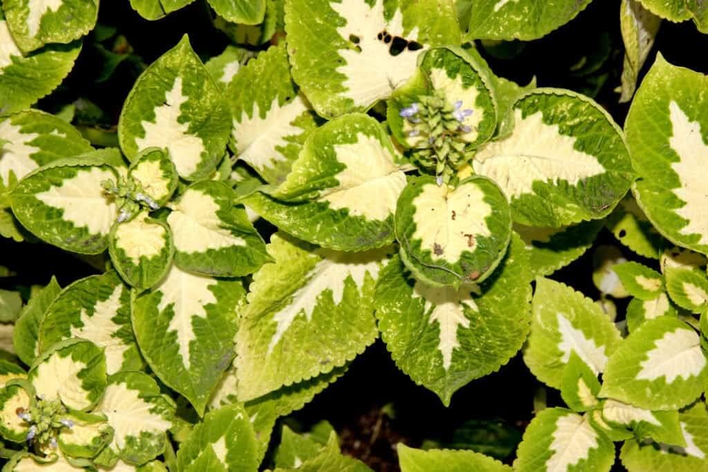 Green White Coleus Flower seeds for Planting Bright Blooms, Heirloom & GMO Free Seeds for Home Garden seeds for planting