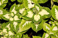 Green White Coleus Flower seeds for Planting Bright Blooms, Heirloom & GMO Free Seeds for Home Garden seeds for planting