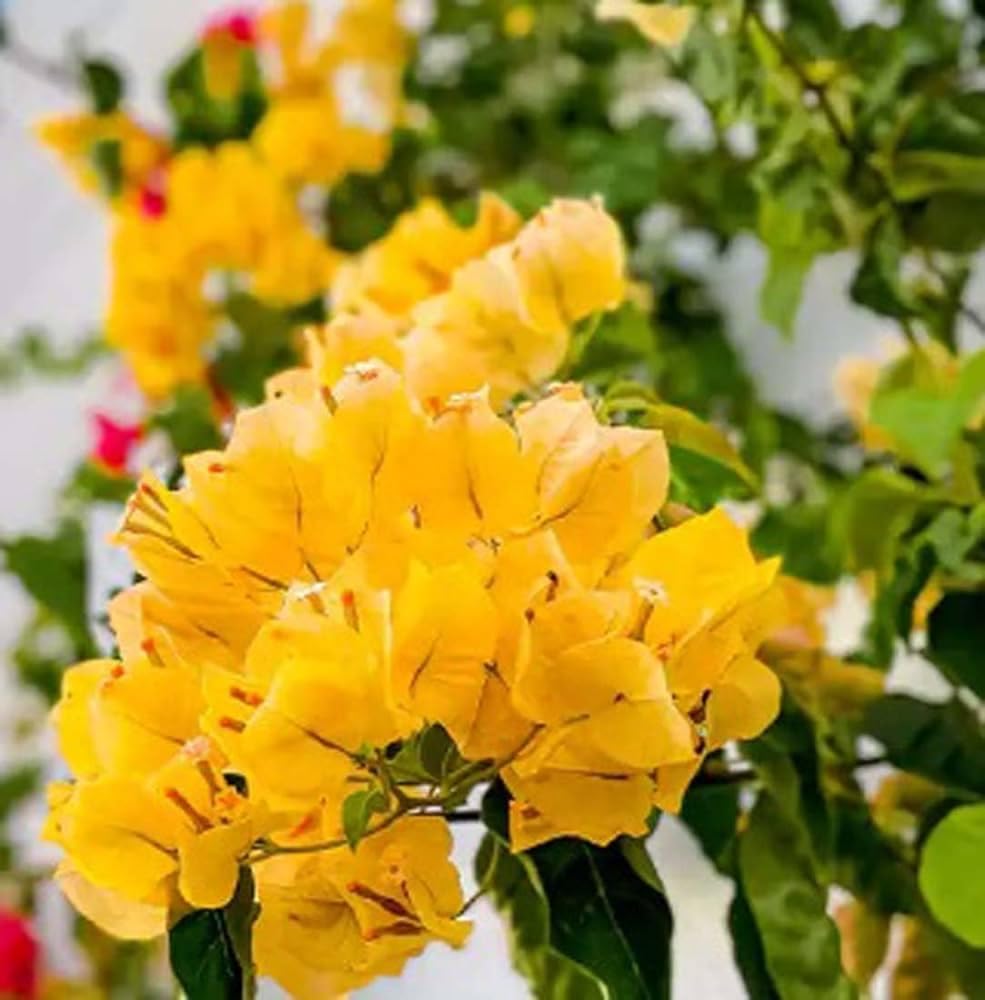 Bougainvillea Yellow Flower seeds for Planting Cut Flower Favorite, Heirloom & GMO Free Seeds for Home Garden vegetable and garden seeds