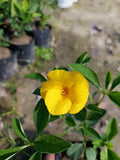 Yellow Flax Hybrid Flower seeds for Planting Premium Quality, Heirloom & GMO Free Seeds for Home Garden seeds for planting