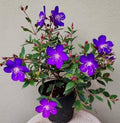 Purple Tibouchina Flower seeds for Planting Shade Tolerant, Heirloom & GMO Free Seeds for Home Garden seeds for planting