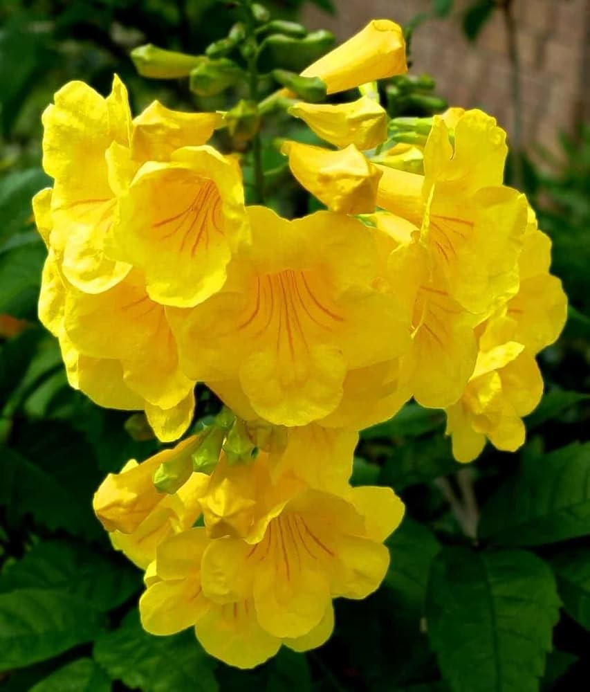 Yellow Madia Flower seeds for Planting Shade Tolerant, Heirloom & GMO Free Seeds for Home Garden vegetable and garden seeds
