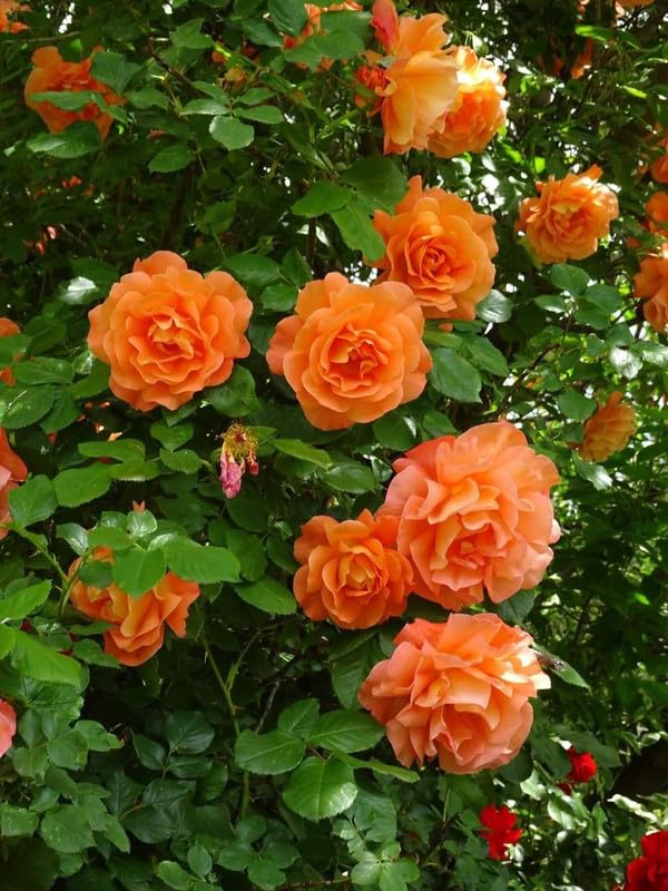 Orange Climbing Geranium Seeds for Planting, Heirloom Non-GMO Flowers for Home Garden