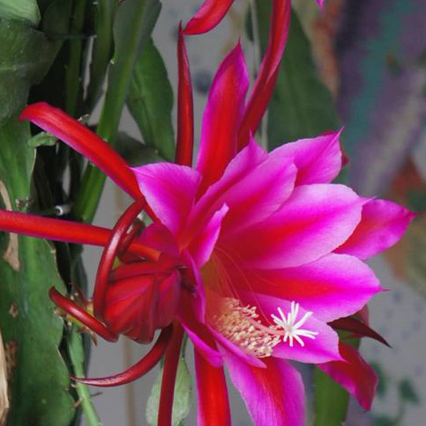 Purple Epiphyllum Oxypetalum Flower seeds for Planting Cottage Garden Essential Heirloom & GMO Free Seeds for Home Garden